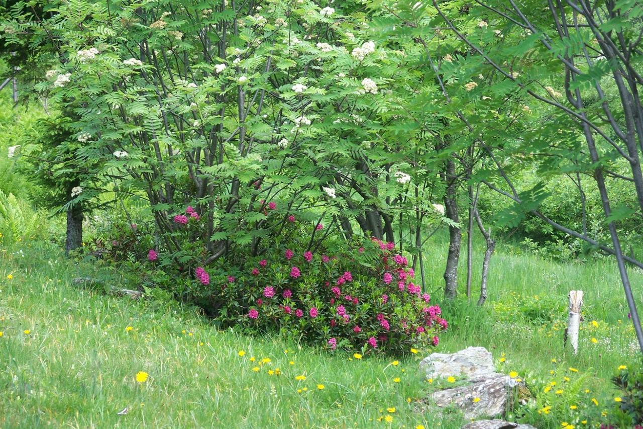 콜리오 Agriturismo Cornei Da Nadia 게스트하우스 외부 사진